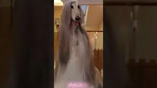 Cute Afghan hound#dog breed#afghanhound#shorts.