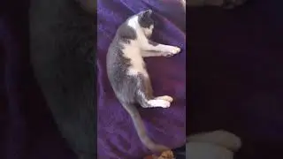 Grey Cat Glow Up
