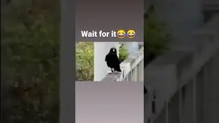 crow, #crow, #crows, fashion vs crow, fashion show, fashionable