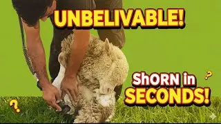 Sheep Shearing 😱| Dirty Sheep Wool to Superstar Shine Satisfying