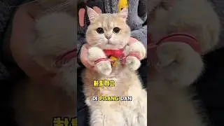 kucing oreo kena tangkep babu!! #shorts #kucinglucu#kucing