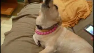 Tzippi's Got Talent