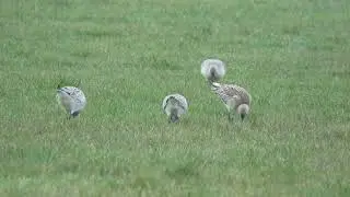 Bar-tailed Godwits - Baiter park - 12/03/18