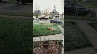 It's so awesome watching the girls play together and bond ❤ #corgi #dogs #spokane #cute #doglife