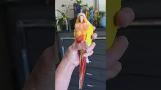 Sherbet, anyone?#skateboardparrot #scooterbird #parrotonabike #parrotsoftiktok #parrotsofinstagram