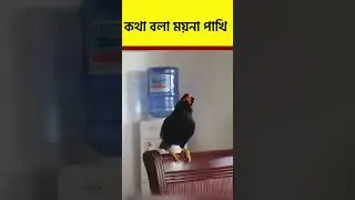 মথা বলা ময়না পাখি। Talking #Myna 🥰 #shorts #birds