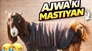 Aaj Ajwa Ne Bohat Masti Ki 😄🐐 | little farm vibes #vlog 23