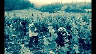 Immigration Politics: A Sonoma County Perspective (2017)