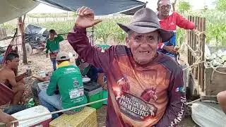 notícias festa de carro de boi maravilha Al