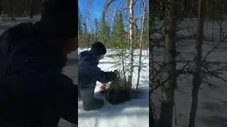 Ищу короедов чтобы выжить!#выживалыч #выживание #дикаяприрода  #бушкрафт