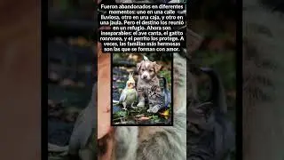 Amigos Inseparables: Perrito, Gatito y Ave Te Robar&aacute;n el Coraz&oacute;n #historiasreales #animaleslindos
