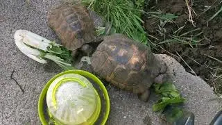 Testudo graeca