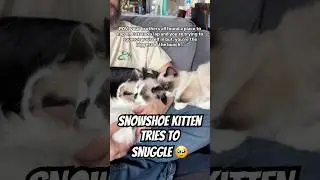 #snowshoekitten #catsnuggles #catdad #catdaddy #kittenpile #catpile #cutekittenvideos #catcuddle