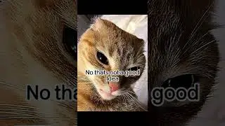 Я бы их пнула #georgieebom #cat #funny #trending #memes #fyp