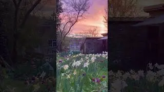 Planting 1000s of bulbs in my cottage garden 🌷 #garden #cottage #spring #ducks