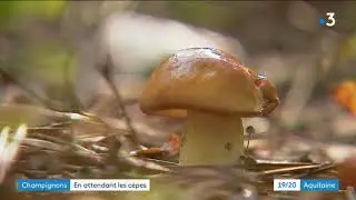 Gironde : mais o&ugrave; se cachent les c&ecirc;pes ?
