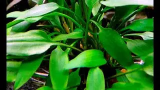 CRYPTOCORYNE NEVILLII