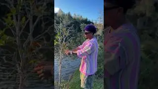 Encontré una fruta extraña en este campo