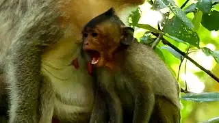 Im Hungry !! Big Saxon Monkey Asking Milk Until Spoiled Cry Without Suckin-g.