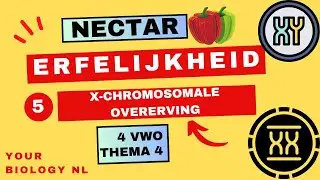4 vwo | Erfelijkheid | 5 | X-chromosomale overerving