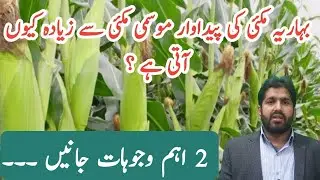 Spring Maize vs Automn Maize | بہاریہ مکئی کی پیداوار موسمی مکئی سے زیادہ کیوں؟ | Kissan Ki Baat