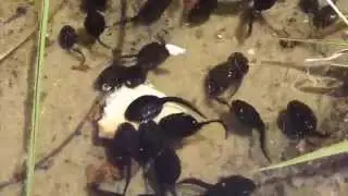 Tadpoles - Eating biscuits - Rana temporaria  - Halak&ouml;rtur - Froskar - Bor&eth;a kex