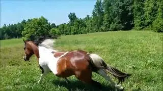 Horse and miniature donkey playing