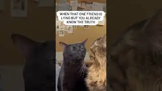BLACK CAT ZONING HARD #blackcat #catshorts #cats #memes #memeshorts #shorts #funny #cat