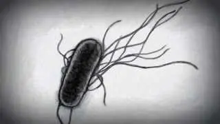 Nacho Azor- E. Coli