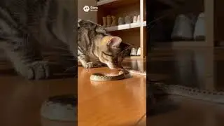 When a Cat Meets a Snake... Only One Walks Away Unscathed #catvsnake #wildlife #nature