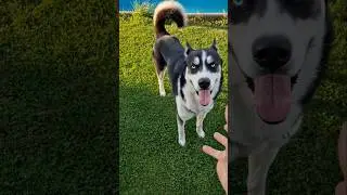 хаски снова напал на хозяина Husky sind keine Kampf Tiere #husky #huskylife