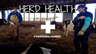 Herd Health with the Vet