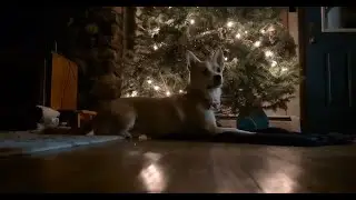 Dottie's Night Before Christmas | Short Story