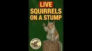 Squirrels on a Stump 🪵 | Blue Ridge Mountains, North Carolina #NatureLive #BlueRidgeMountains