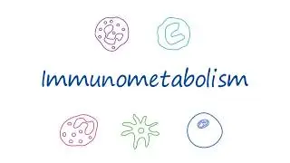 AbLearning&trade; - Episode 5: T Cell Immunometabolism