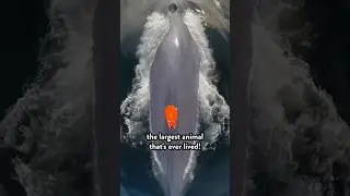 This is how to tag a BLUE WHALE 🐋 with a drone (for science!!)