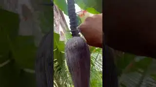 Banana blossoms 🌱