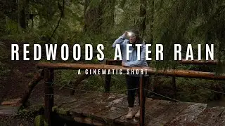 Redwoods After the Rain | A Cinematic Short