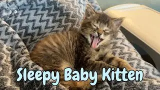 Shhh... Baby Kitten Sleeping 💤 | Goose McMoose