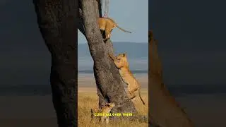 Gentle Giants or Deadly Killers? The Truth About Lions