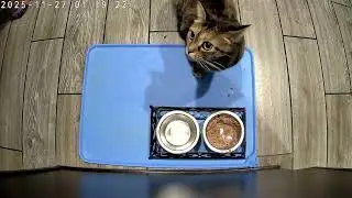 Cat Monitor 20251127