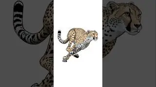Drawing a Running Cheetah