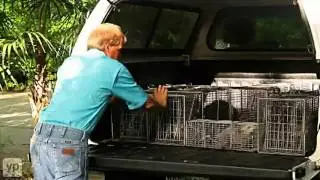 Miami, FL | Pesky Critters Wildlife Control | Pest Control