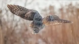 Great Gray Owl Hunt