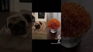 Bella Reacts #shorts #funny #dog #pug