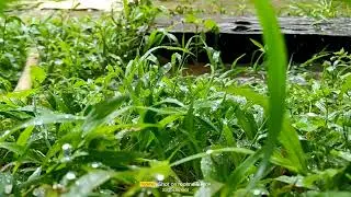 #morning #rain #raindrops #raindropsound #greengrass #santoor #music #pleasing #feeling 