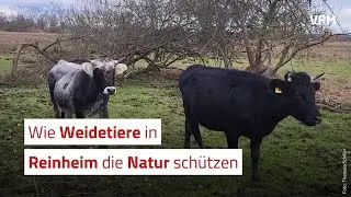 Wie Weidetiere die Natur sch&uuml;tzen