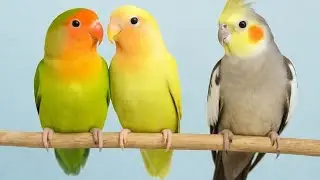 Love 💕 ##🥰bird##baby🥰🥰