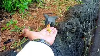 Birds at Black river gorges park, Mauritius 🇲🇺 🦤 