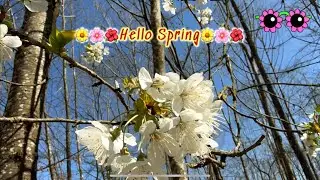 Hello Spring🌼🌸🌺